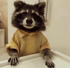 a raccoon dressed in a yellow shirt