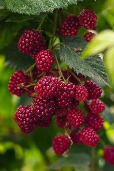 some raspberries are growing on the tree