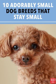 Puppies That Stay Small Forever, Small Dogs That Dont Grow, Small Puppies That Dont Grow, Cute Dogs That Stay Small Forever, Things You Need For A Small Dog, Small Puppies Breeds, Small Cute Dogs Breeds, Cute Mini Dogs, Dogs That Stay Small Forever