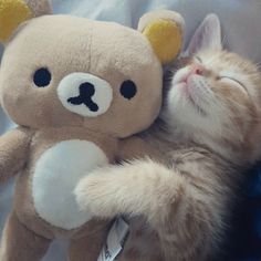 a kitten sleeping next to a teddy bear