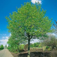 a green tree in the middle of a dirt road