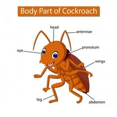 the parts of a cockroach on a white background