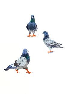 three birds are standing in the middle of four different poses, one is blue and white