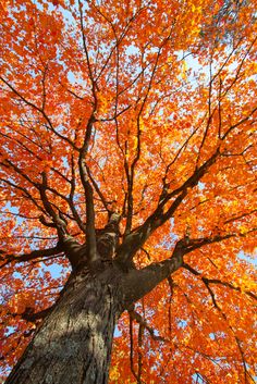 an orange tree with its leaves turning in the wind and bright blue sky behind it