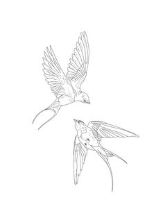 two birds flying side by side in the air with their wings spread out and facing each other