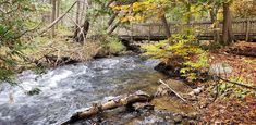 a river running through a forest filled with lots of trees and leaves next to a wooden bridge