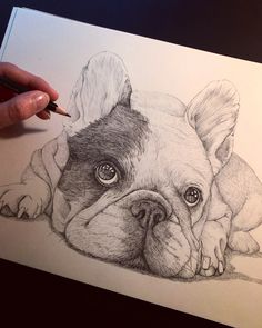 a pencil drawing of a dog laying down