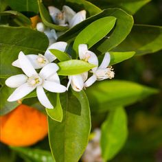 an orange tree with white flowers and green leaves