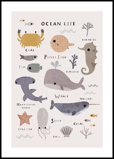 the ocean life poster is shown in black frame