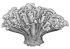 an image of a broccoli plant in black and white on a white background