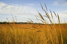 the tall grass is blowing in the wind