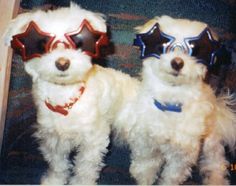 two white dogs wearing red and blue glasses