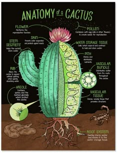 the anatomy of a cactus with its parts labeled