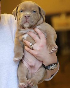 a person holding a puppy in their arms