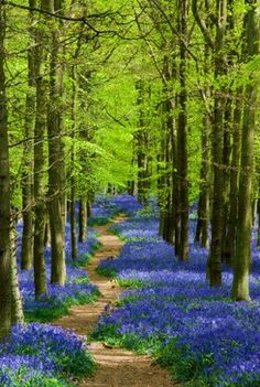 a dirt path in the middle of bluebells