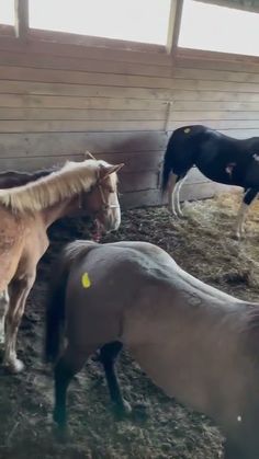 three horses are standing in the stable together