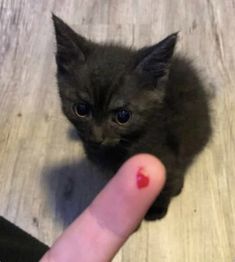 a small kitten sitting on top of a wooden floor next to a person's finger