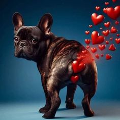 a small dog with hearts coming out of it's back