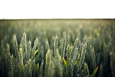 a field full of tall green grass on a sunny day