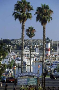 palm trees are in front of the marina