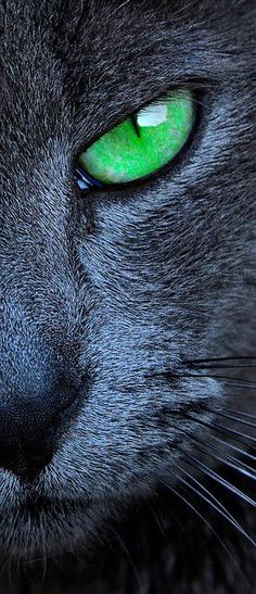 a black cat with green eyes looking at the camera