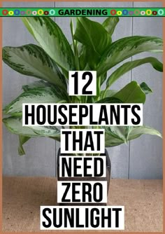 houseplants that need zero sunlight