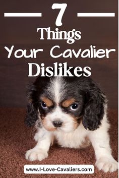 a puppy sitting on the floor with text overlay that says 7 things your cavalier dislikes