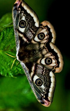 two butterflies sitting on top of a green leaf