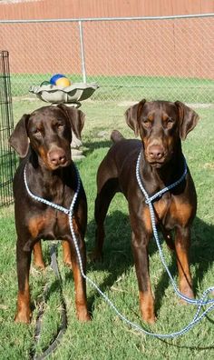 two brown dogs standing next to each other