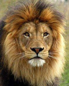 a large lion standing on top of a lush green field