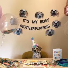 a dog wearing a birthday hat sitting at a table with balloons and cake in front of it