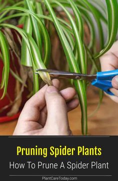 a person cutting up plants with scissors on a table next to potted plants and the words pruning spider plants how to prune a spider plant