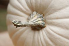 a close up view of the inside of a white pumpkin