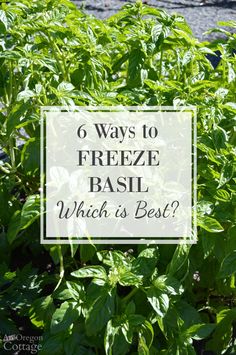 a bush with the words 6 ways to freeze basil which is best? in front of it