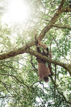 a man climbing up the side of a tree