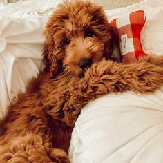 a brown dog laying on top of a bed next to a red and white pillow