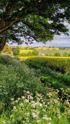 an open field with lots of green grass and flowers next to a large tree in the distance