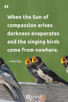 "When the Sun of compassion arises darkness evaporates and the singing birds come from nowhere." 

- Amit Ray 

Such a testament to the power of kindness and its ability to bring light where there once was darkness. Yours is the voice of compassion that the world needs, just like the singing birds coming from nowhere. 🌞🐦

#trvst #quotes #birdquotes #socialimpact #takeaction #darkness #singingbirds #compassion #sun #amitray 

📷 @idealia Power Of Kindness, Singing Birds, Singing Bird