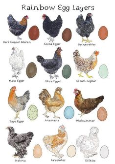 an image of different types of eggs in the shape of chickens and roosters with their names