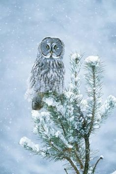 an owl sitting on top of a pine tree in the snow with its eyes open