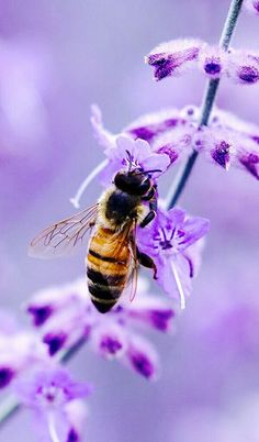 a bee that is sitting on some purple flowers