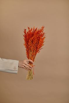 a person holding a bunch of red flowers in their left hand, on a brown background