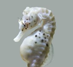 a white sea horse with black dots on it's shell