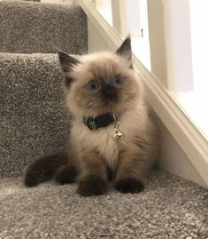 a cat is sitting on the stairs and looking at the camera with an intense look