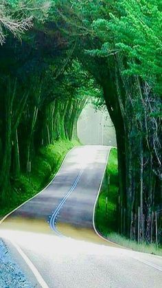 an empty road surrounded by green trees and grass on both sides, leading into the distance