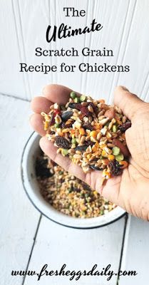 the ultimate scratch grain recipe for chickens is in someone's hand with their food