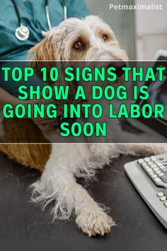 Signs a Dog is Going Into Labor Soon Dog Labor, Going Into Labor, Puppy Box, Dog Temperature, Temperature Chart, Stages Of Labor, Pregnant Dog