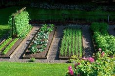 a garden with many different types of plants and flowers growing in it's beds