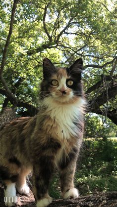 a cat standing on top of a tree branch in front of some leaves and trees