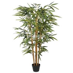 a tall bamboo tree in a black pot